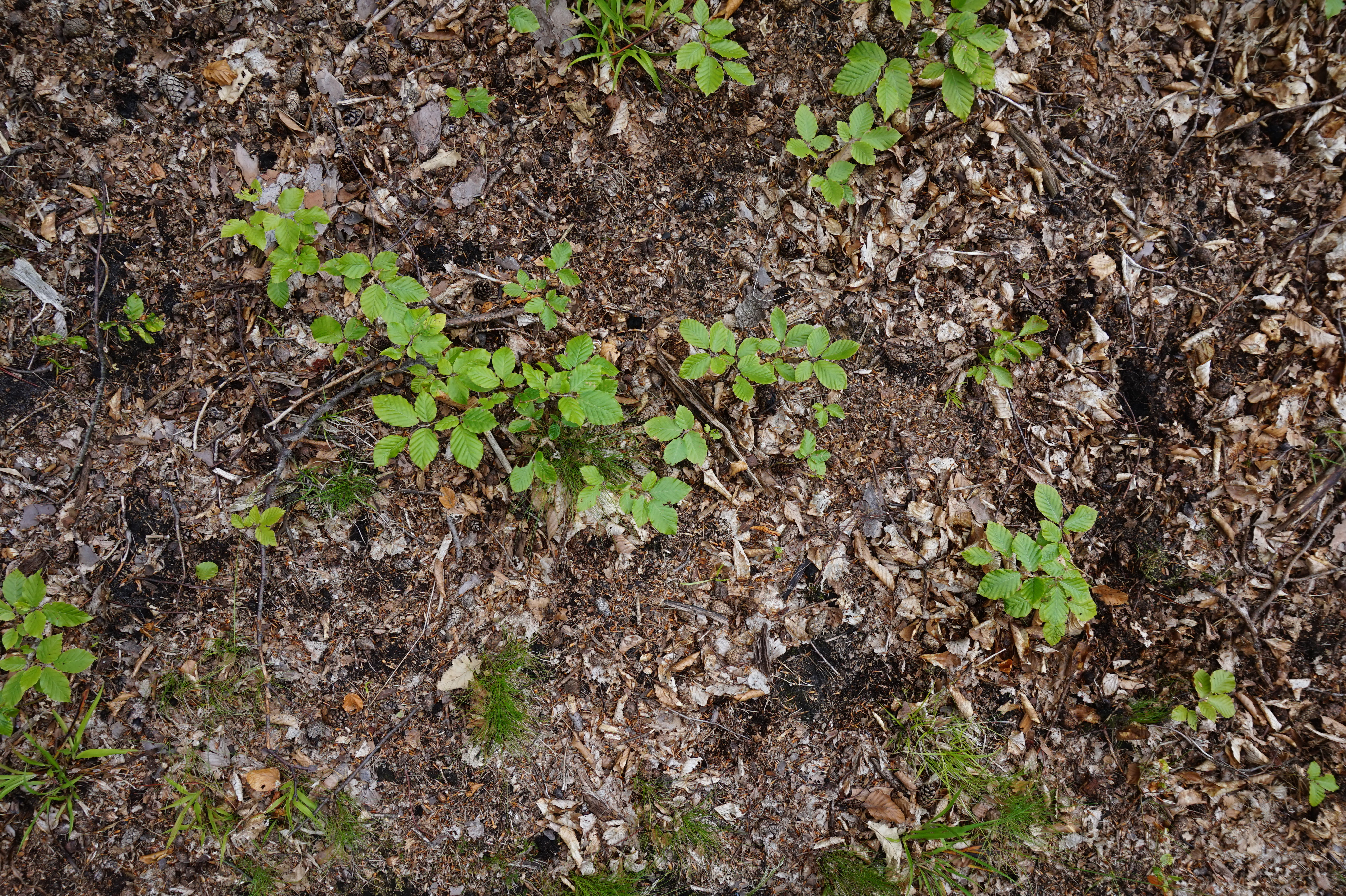 Forest soils